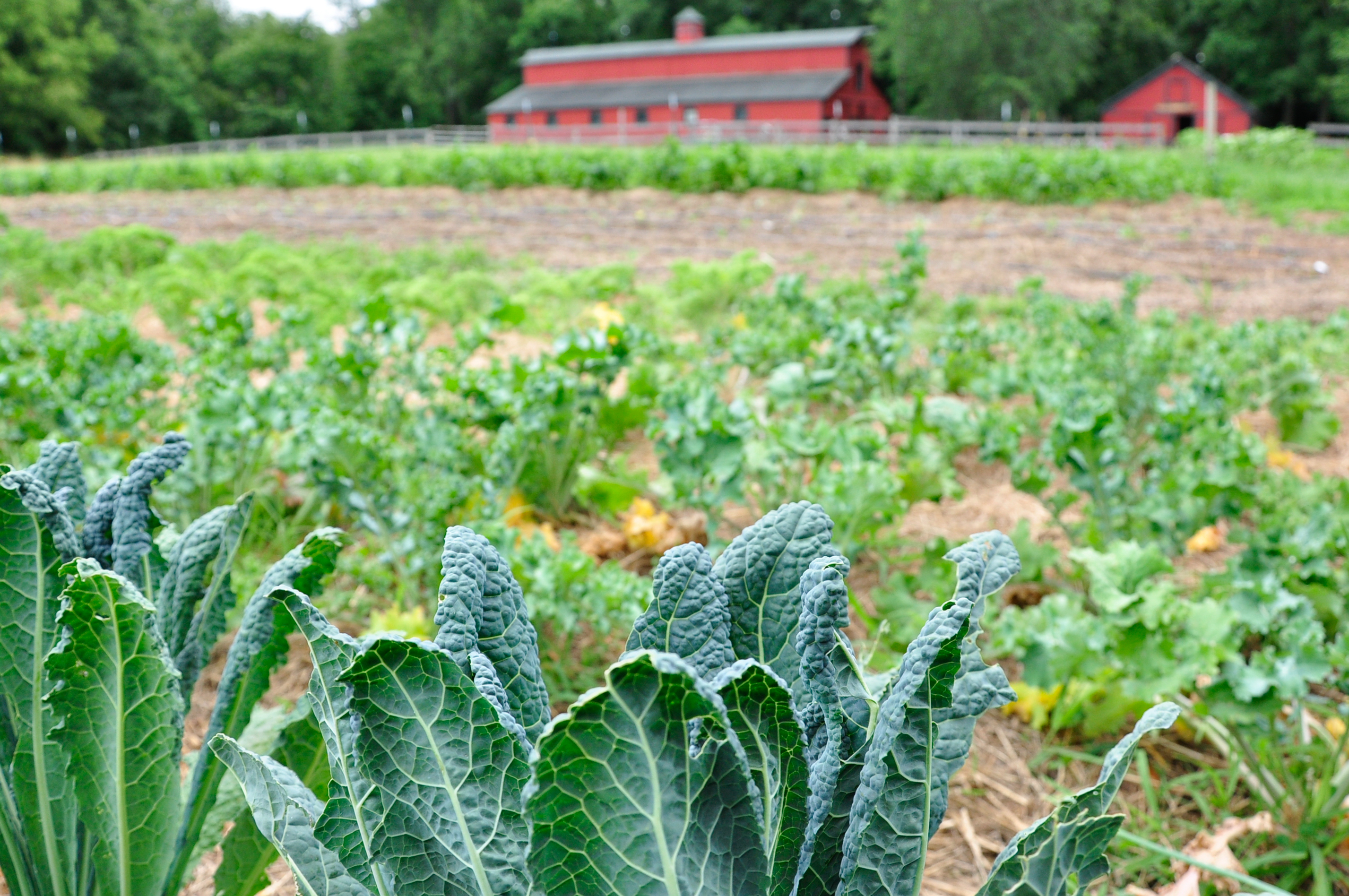 Capella Farm Scalera_FoodFarm_1